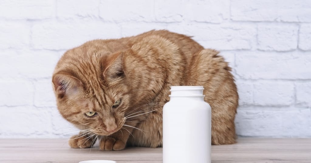 Seven steps to prevent accidental pet poisoning | RxWiki